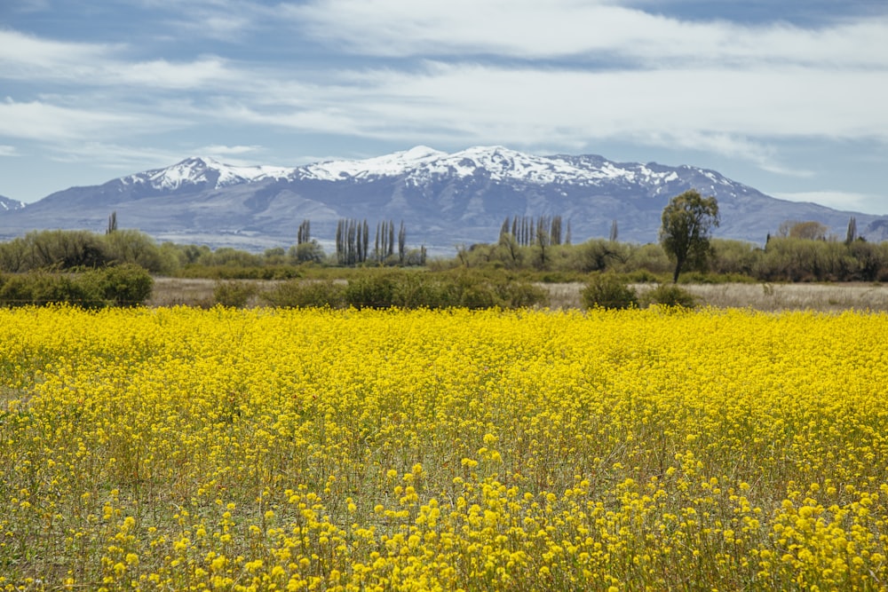 bed of yellow-petaled flowers