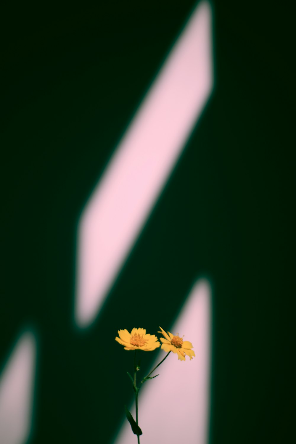 노란 꽃잎 꽃