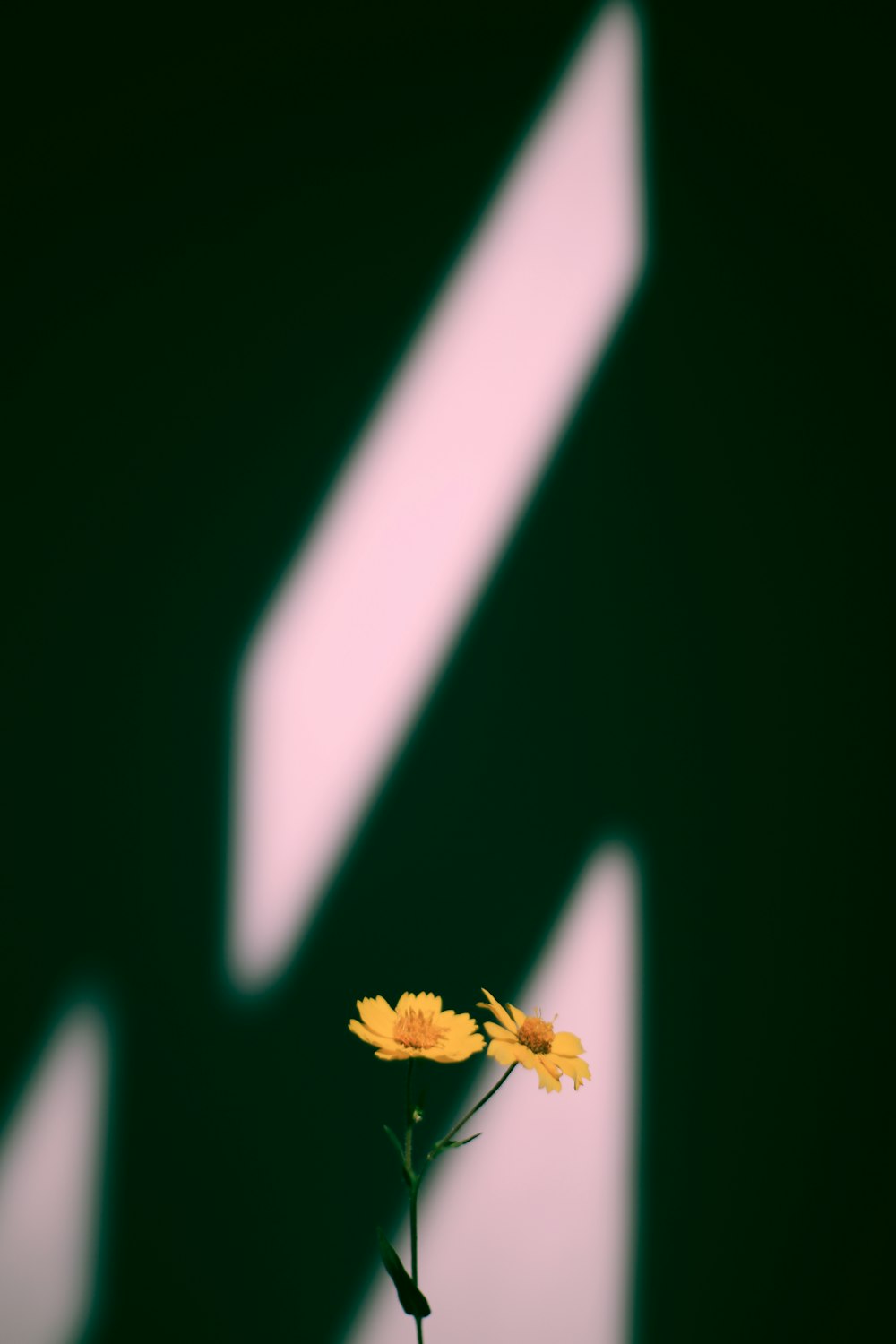 yellow petaled flowers