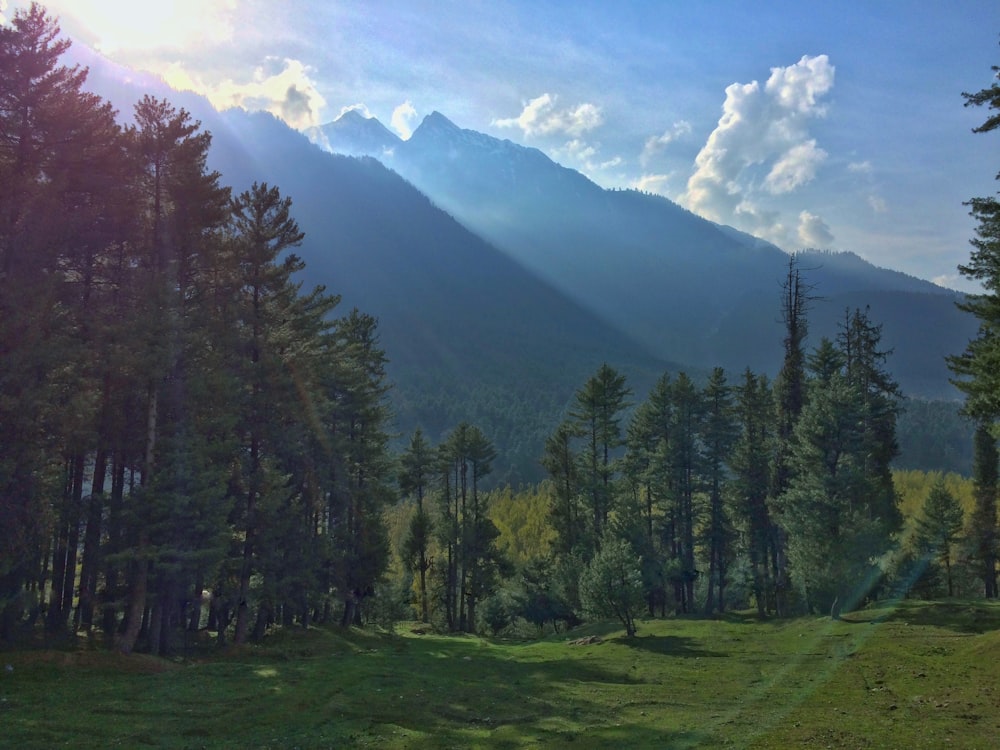 trees near mountain