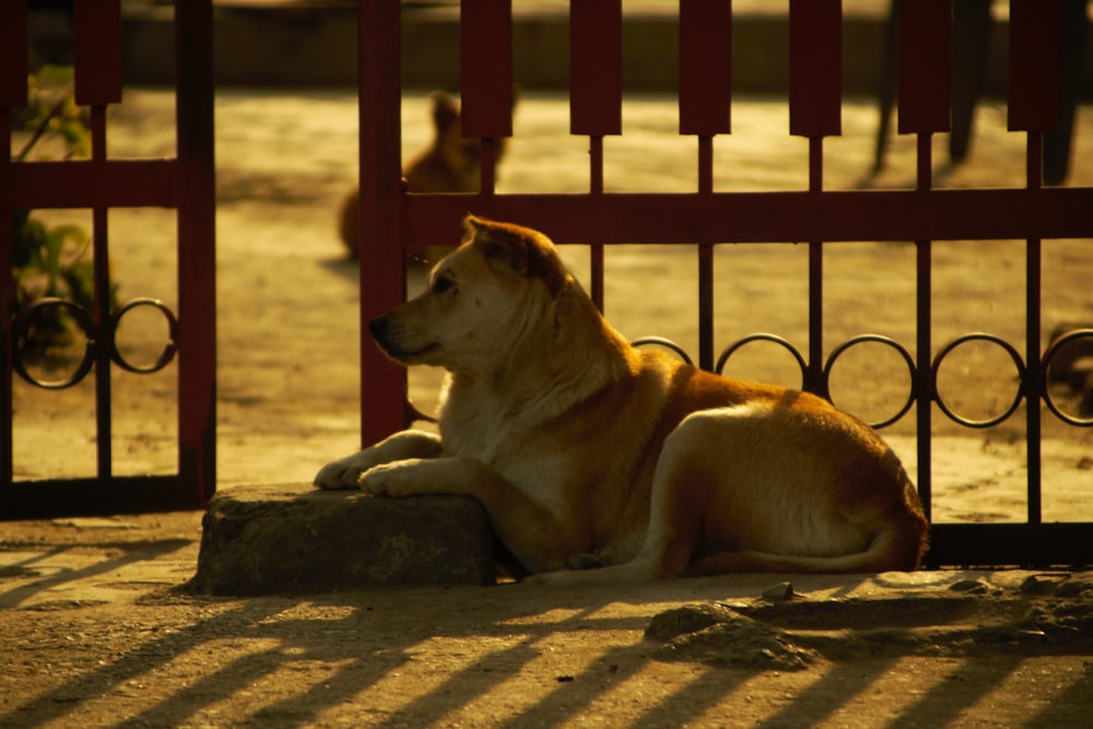 a dog laying on the ground in front of a gate