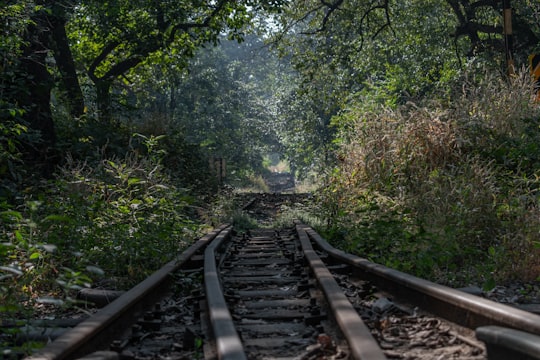 photo of Matheran Jungle near Pavana