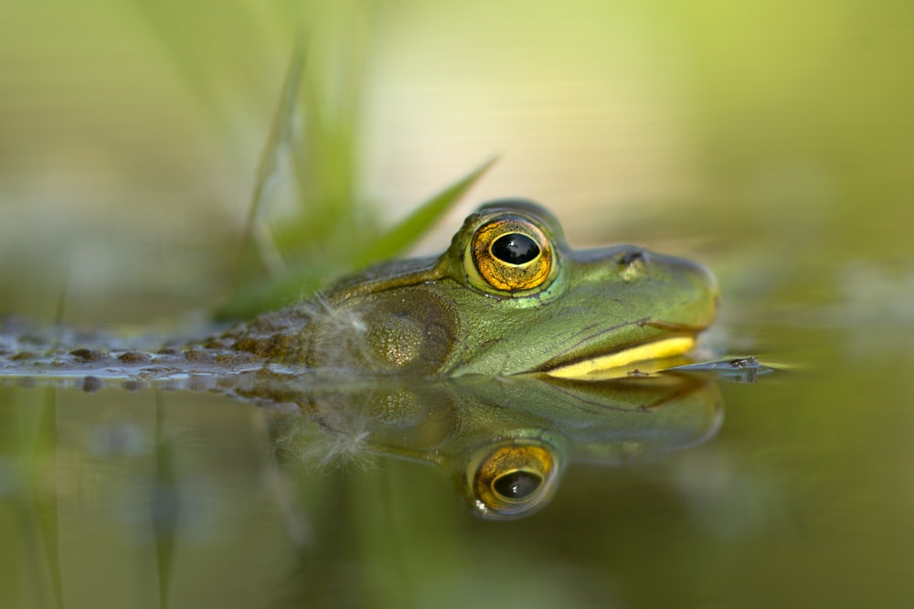 green frog on body of water