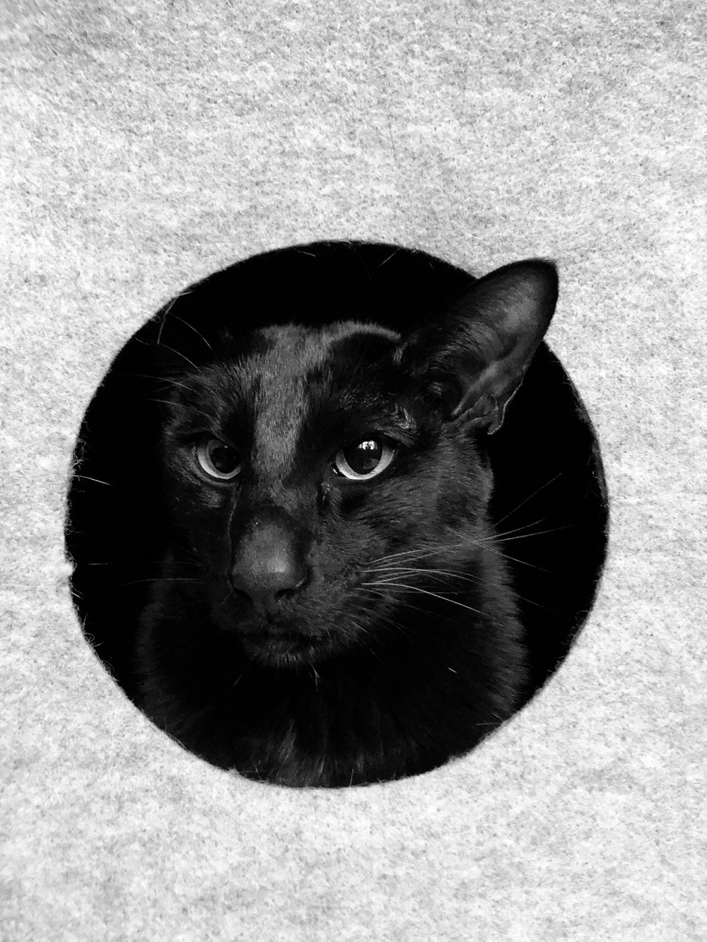 short-fur black cat