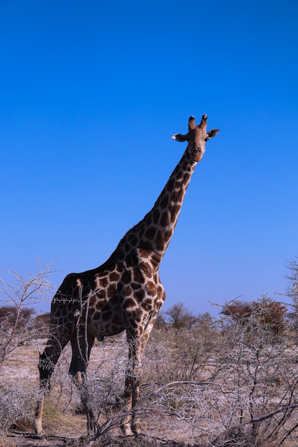 Reizen zuid afrika en namibië