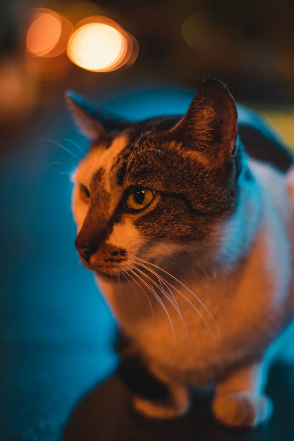 shallow focus photo of white and gray cat