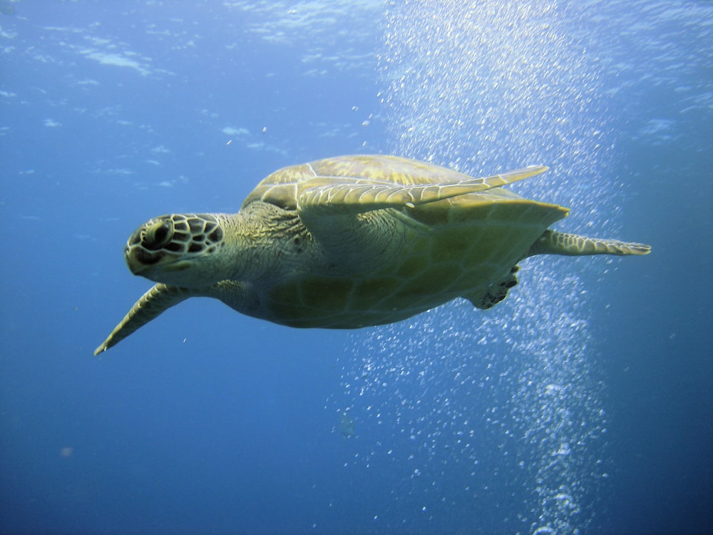 turtle underwater