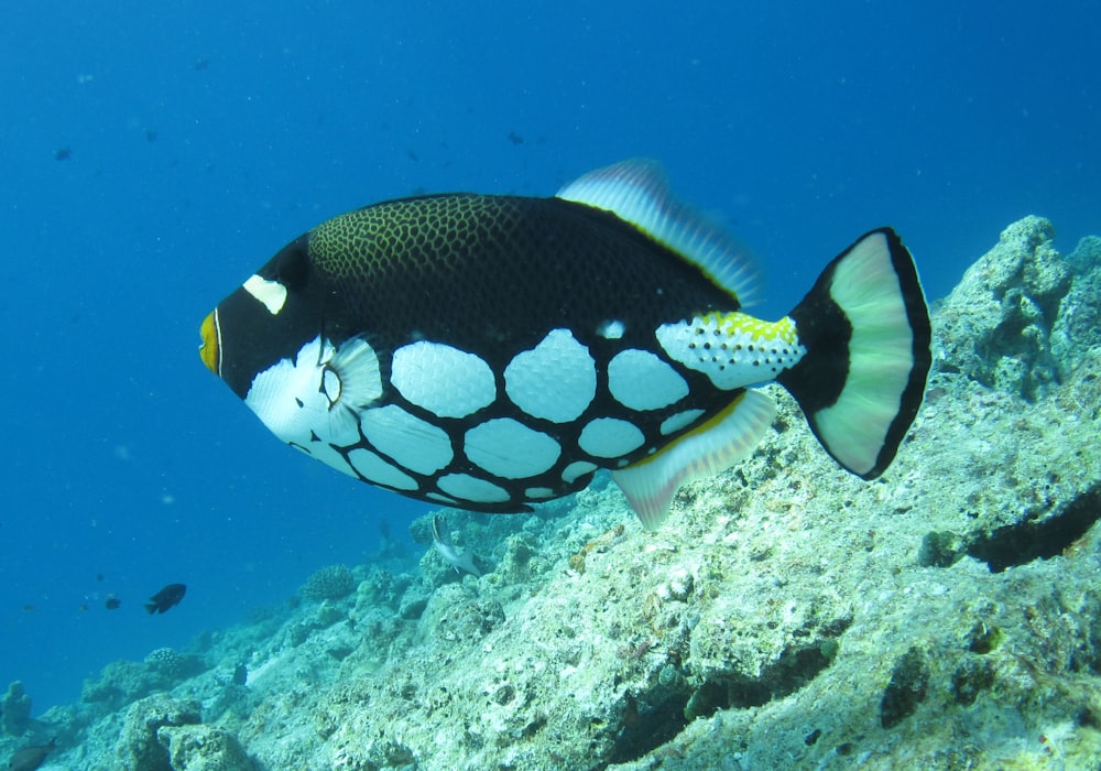 poissons noirs et blancs dans l’eau