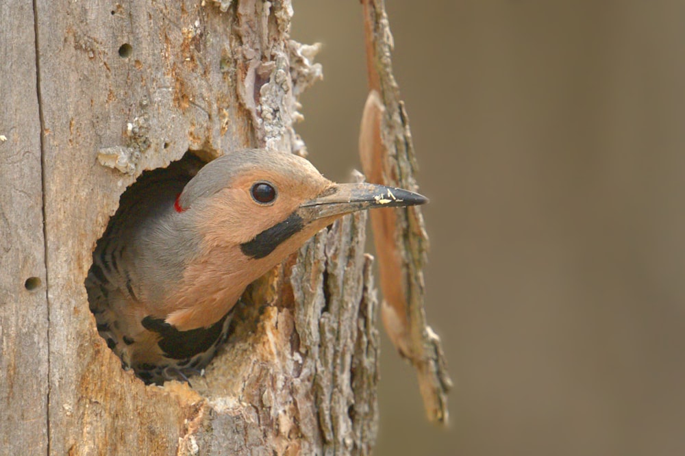 brown and gray bird on brown tree branch