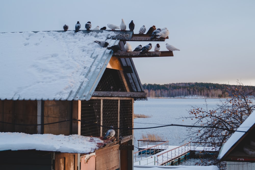 pigeons on birdhouse during daytime