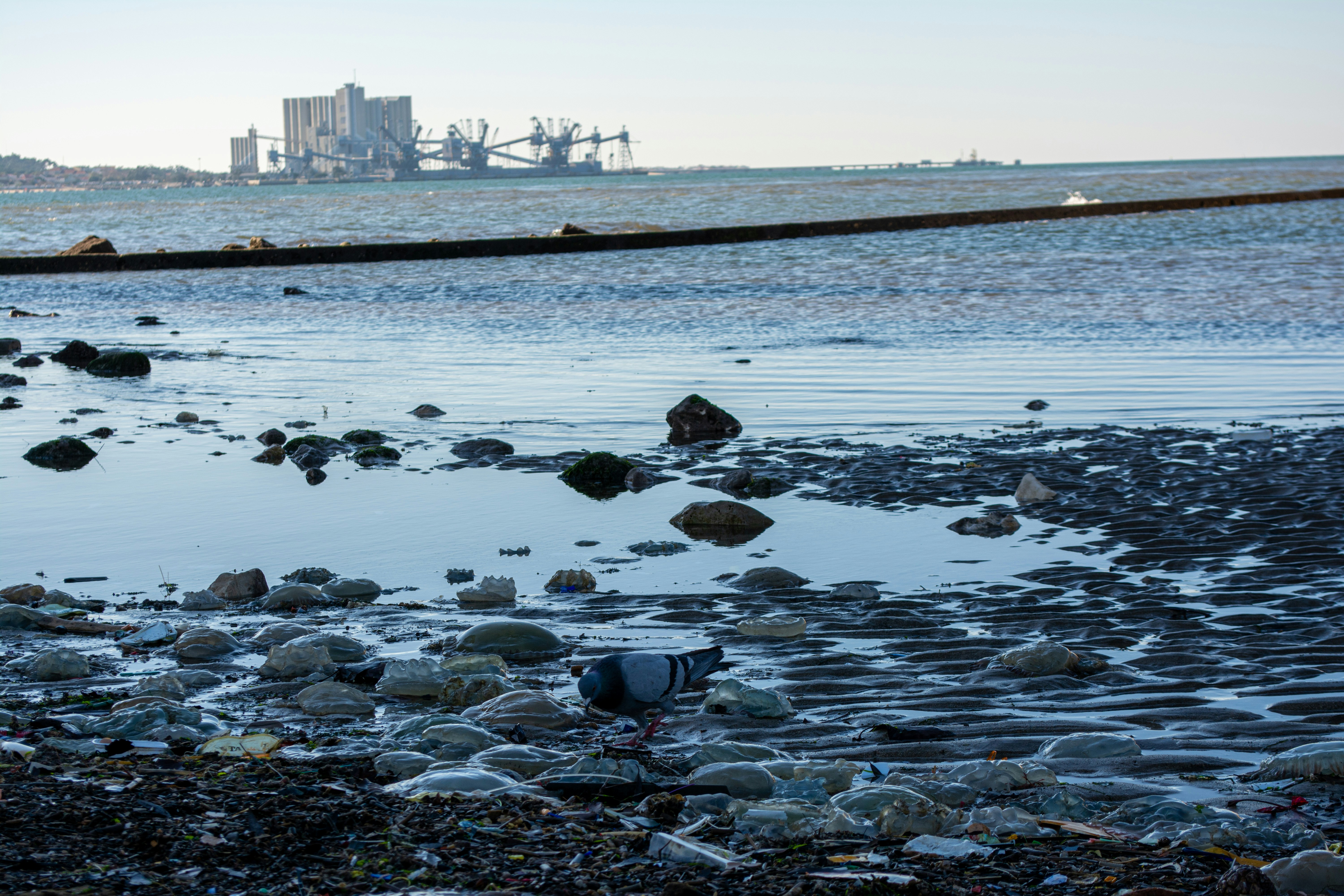 A pigeon searching for food in a pile of trash