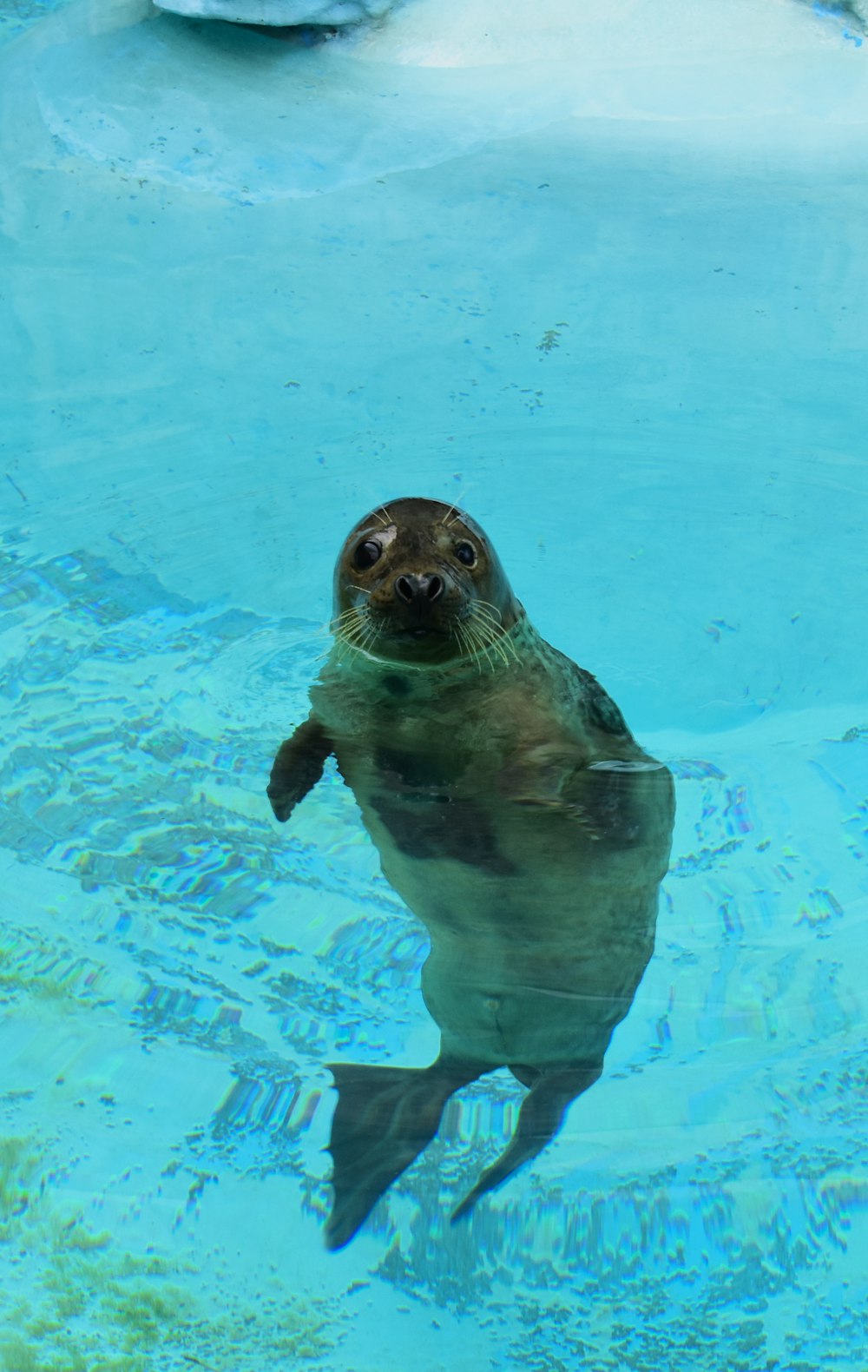 seal in water