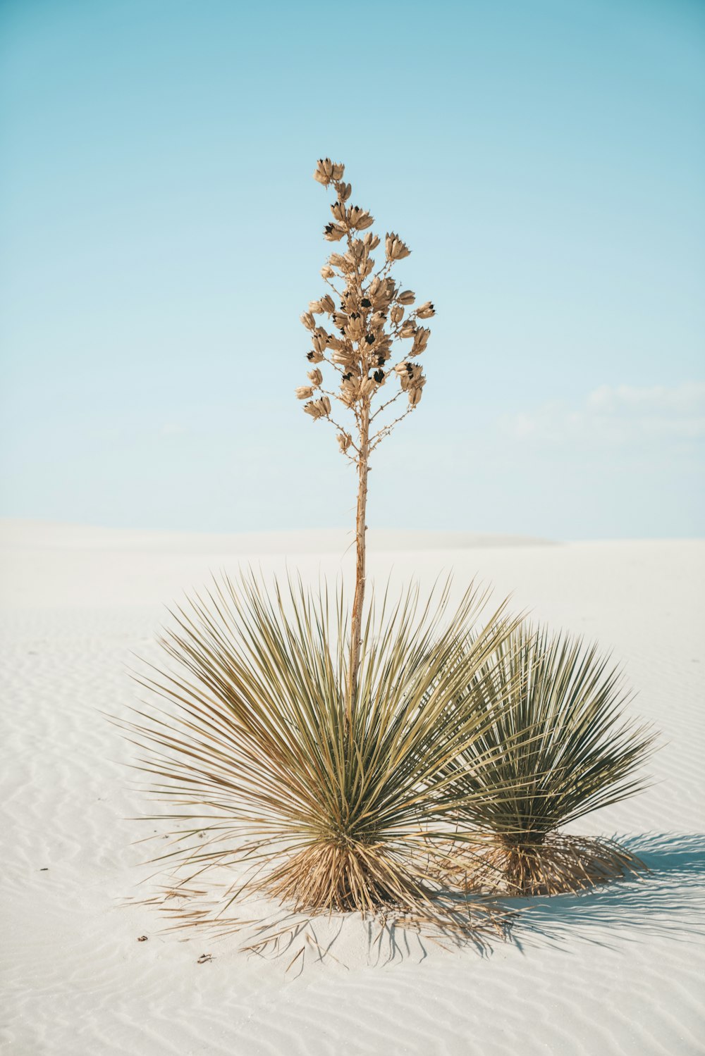 green-leafed plant