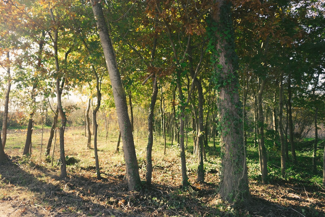 Forest photo spot Aveiro Fontinha