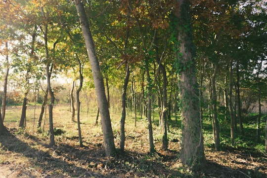 green leaf trees at daytime in Aveiro Portugal