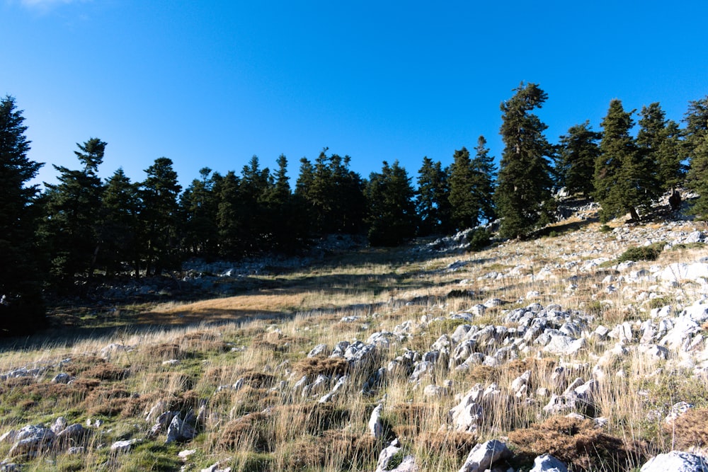 青と白の空の下、緑の木々に囲まれた野原の岩層