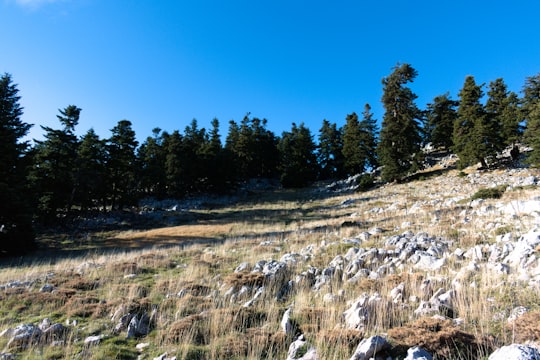 rock formations on field surrounded with green trees under blue and white sky in Parnassos Greece