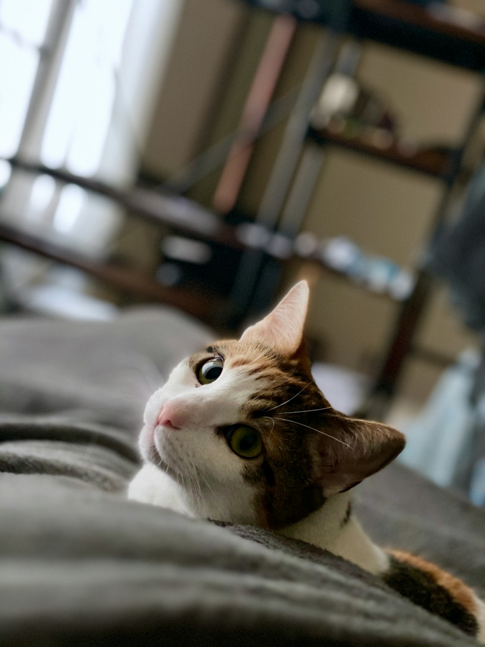 closeup photo of short-fur white and brown cat lying on bed