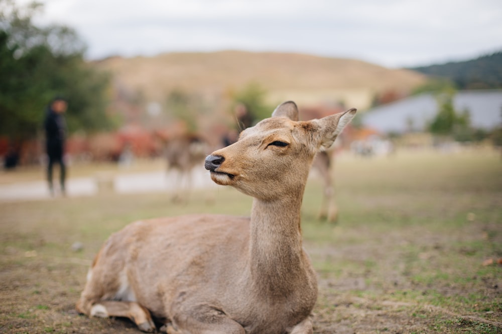 brown deer on ground