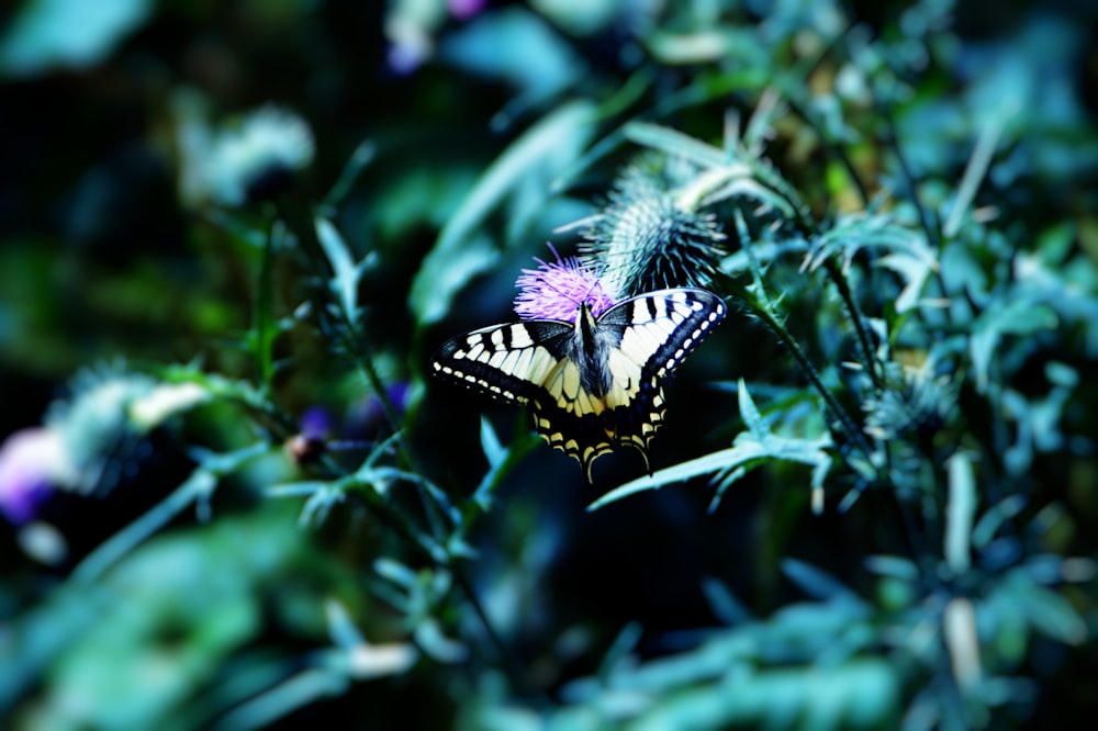 butterfly on purple flower