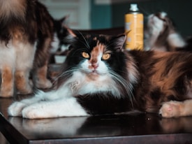 A fluffy calico cat with striking amber eyes lounges on a dark table. Its fur is a mix of black, white, and orange, creating a striking pattern. Nearby, another cat's legs are visible, and a yellow spray can is placed on the table in the background.