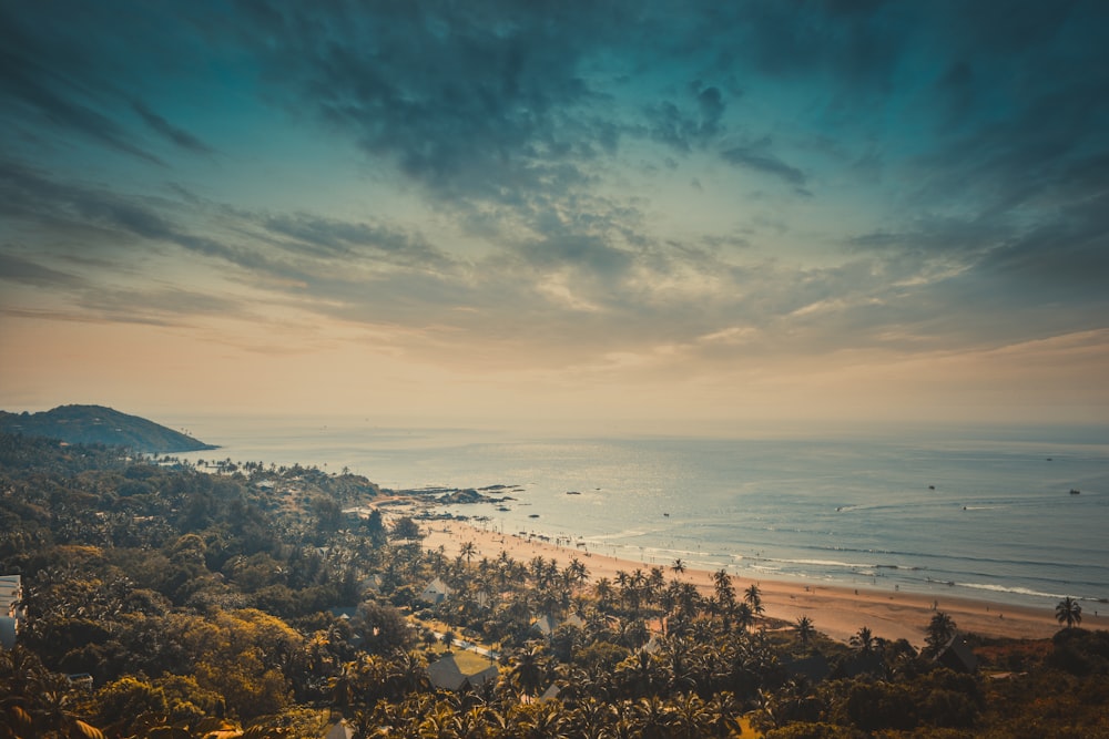 seashore near trees during daytime