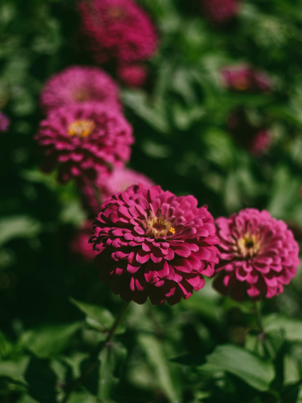 pink flowers with green leaves