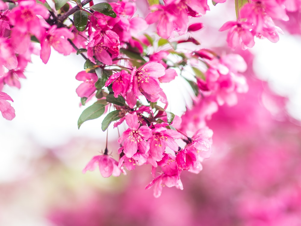 closeup photo of pink petaled flowers