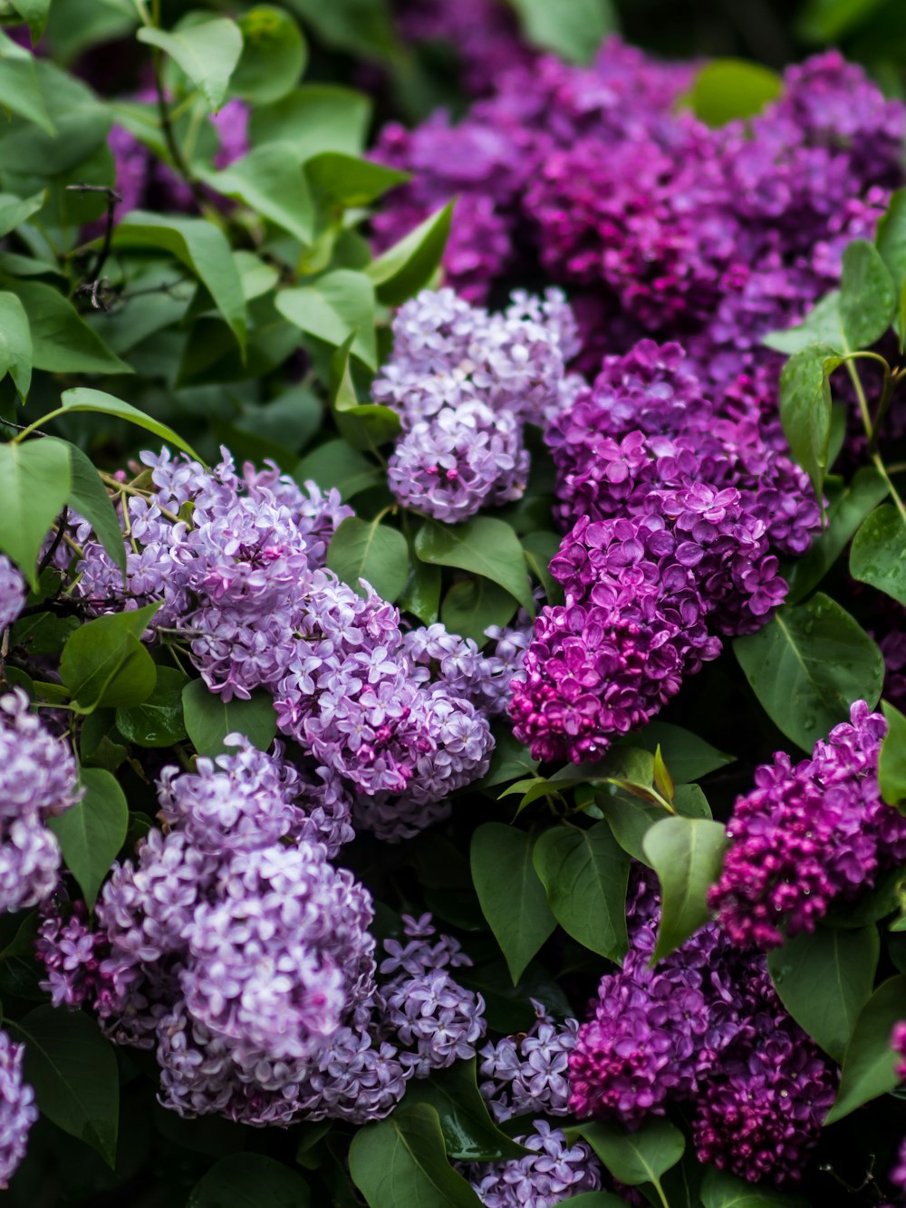 purple cluster flowers during daytime