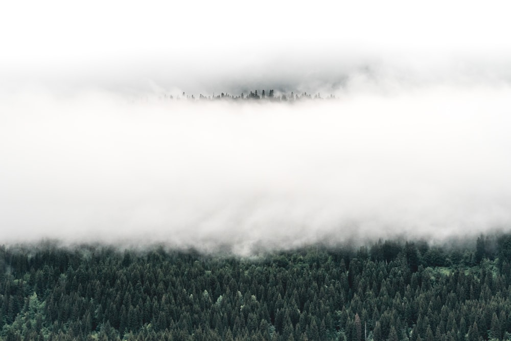 pine trees under clouds during daytime