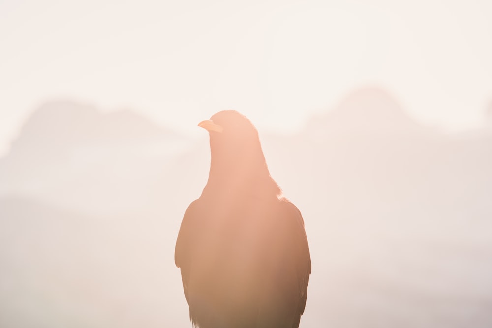 Pájaro durante el día