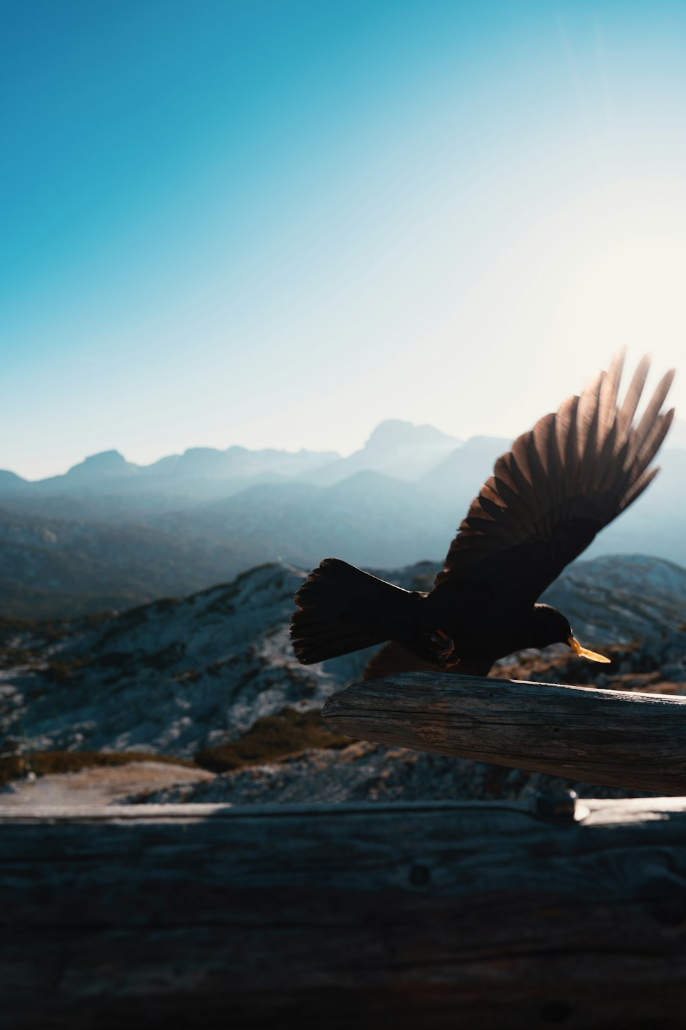 bald eagle on flight