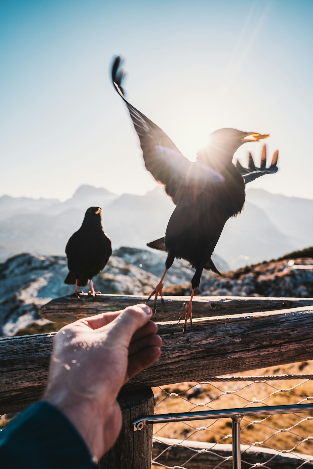 person reaching for a bird perched on wooden rail at daytime