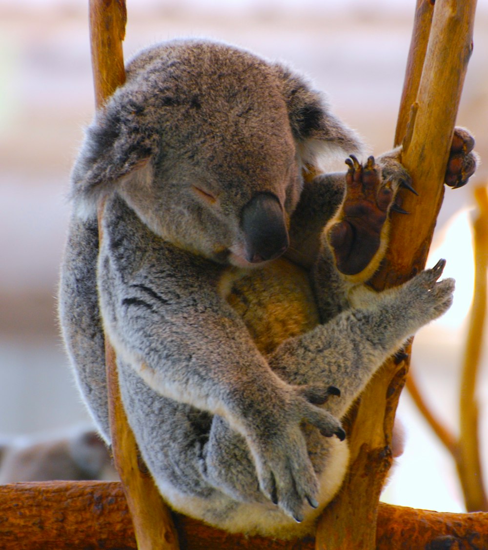 gray koala bear on stick