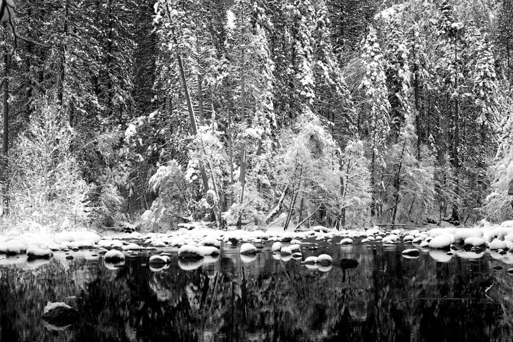 grayscale photo of reflection of trees on water