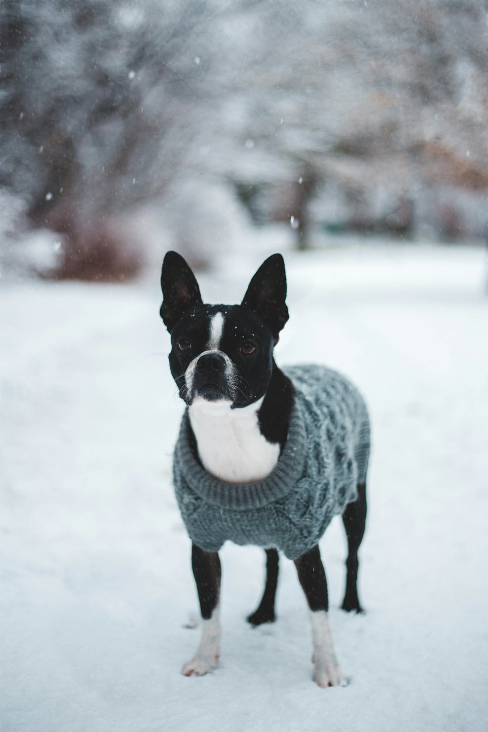 white and black dog wearing gray sweater standing on snowfield