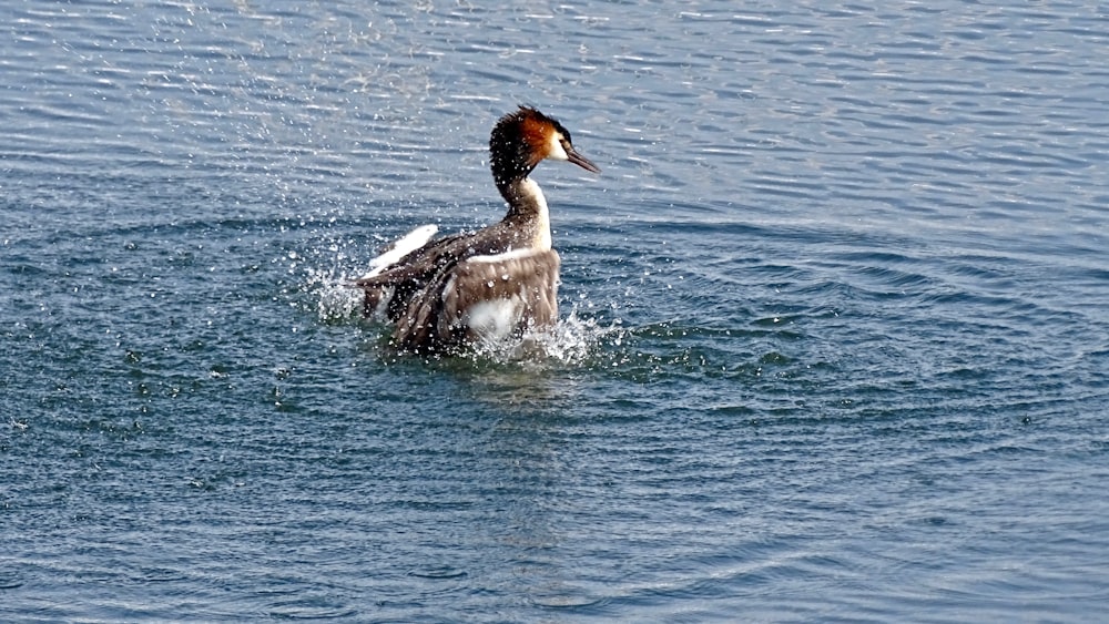 black and grey duck on body of water during daytime