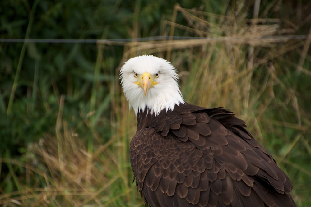 white and brown bald eagle