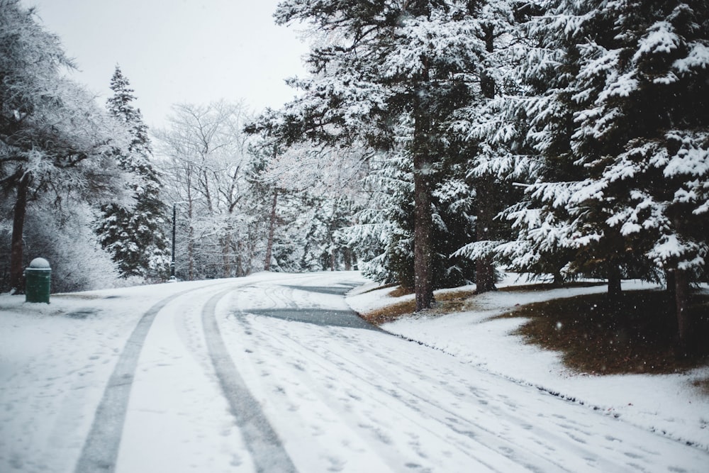 snow covering road near pine trees