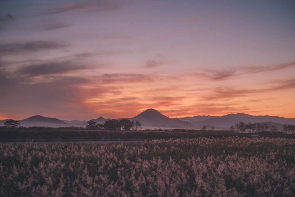 golden hour above fields