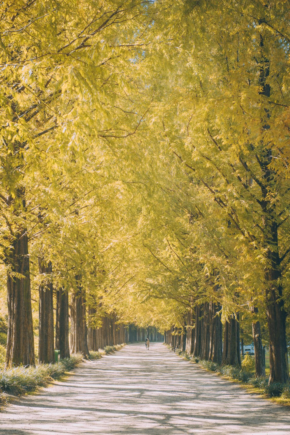 pathway in middle of yellow petaled trees