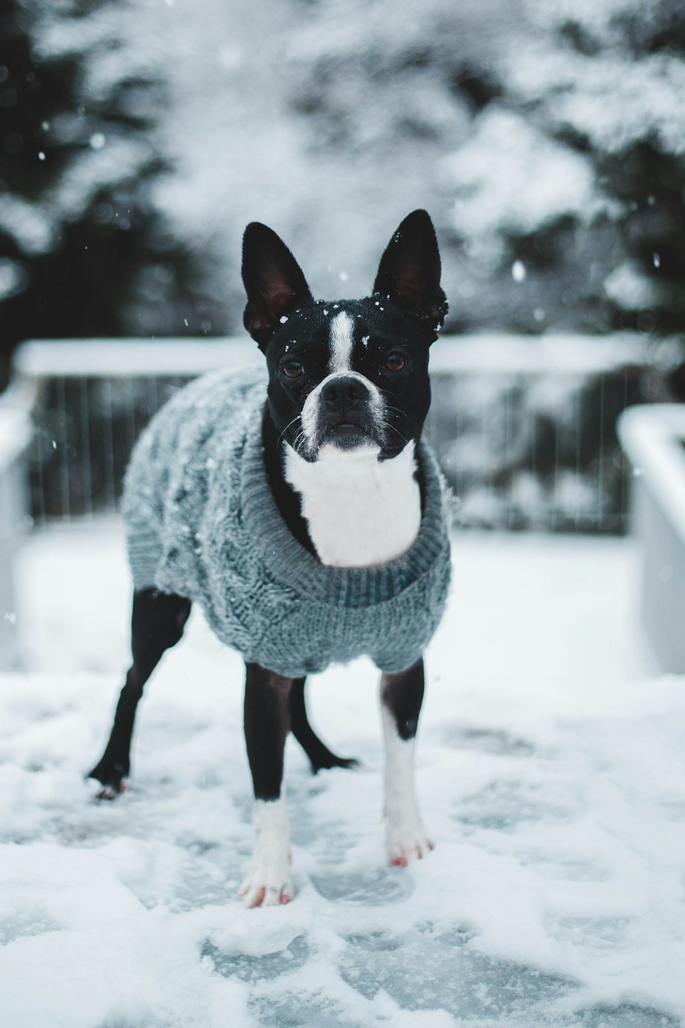 black and white dog with gray knitted sweater on snow field