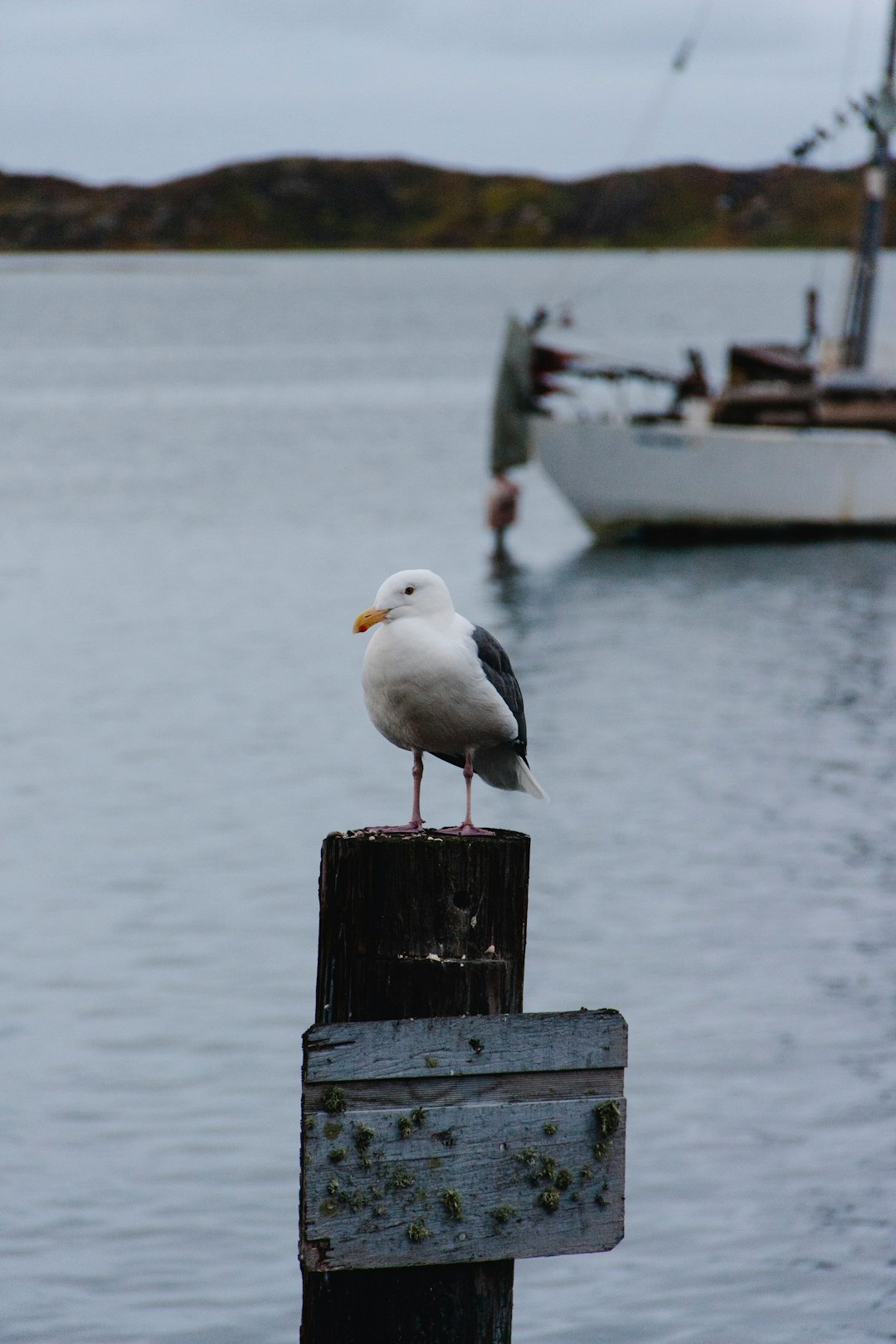 white and gray seagull on wooden post