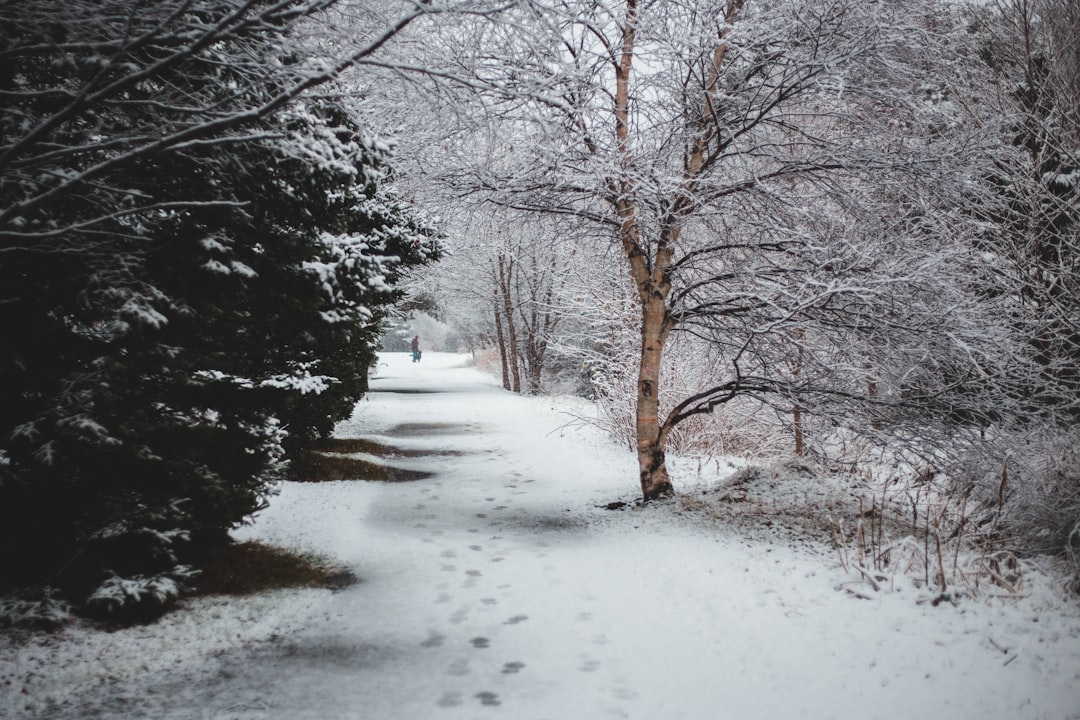 snow covering trees and roads