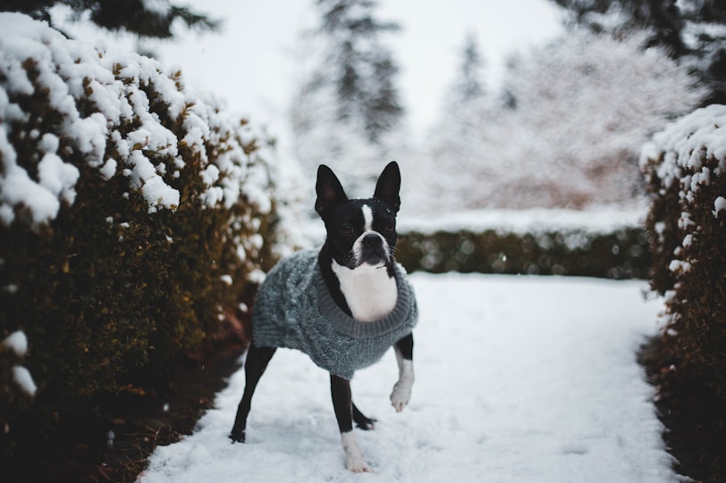 short-coated black and white dog near plants