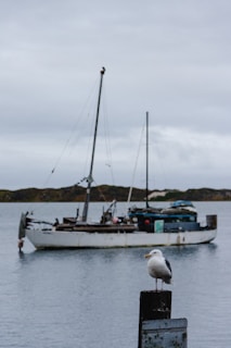 Seagulls soaring above a boat anchored near a quiet, rocky shoreline