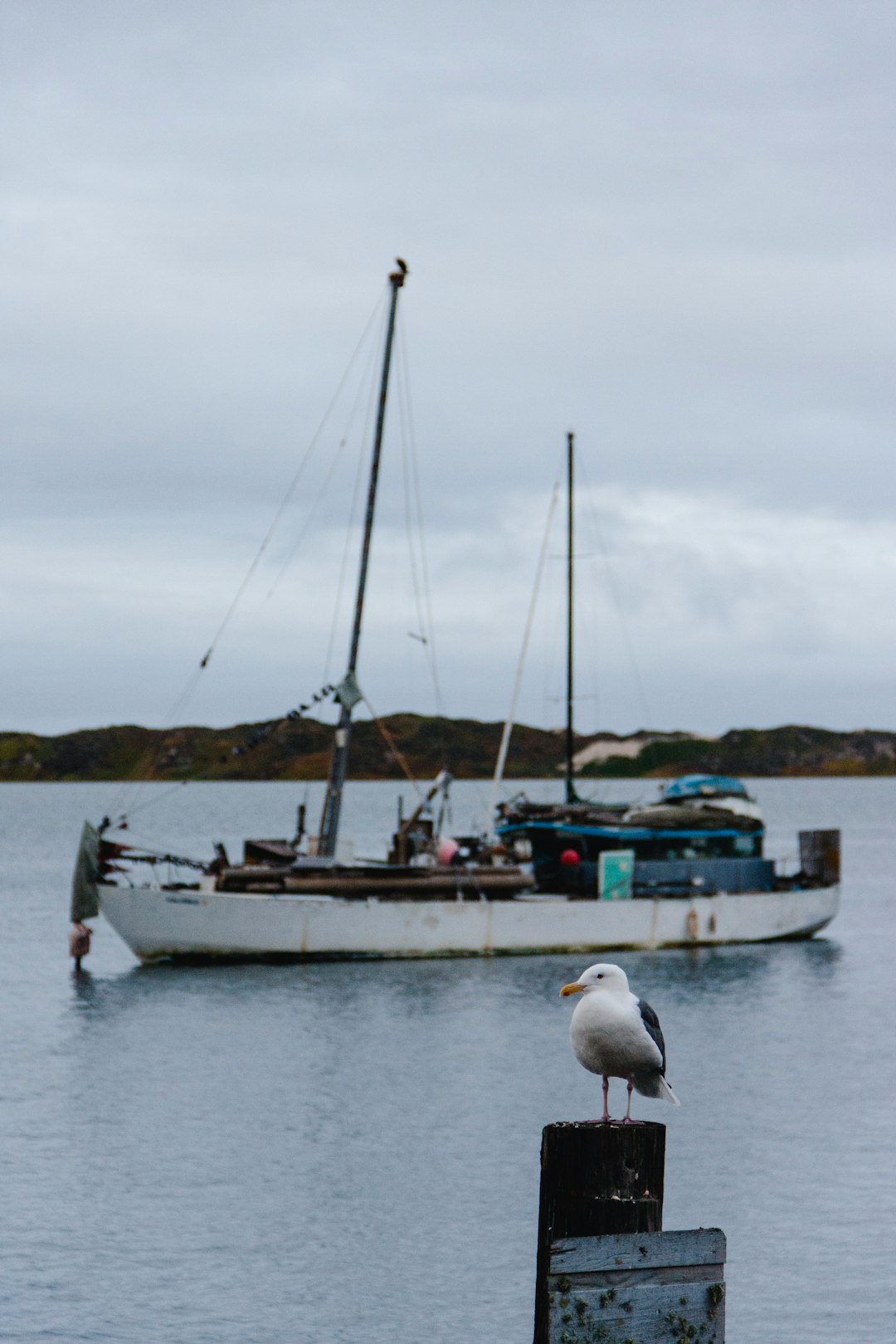 white and black boat on body of water and seagull bird on post viewing mountain under white sky