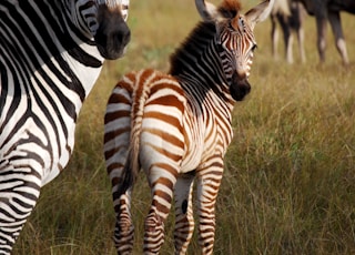 two zebras on grass field