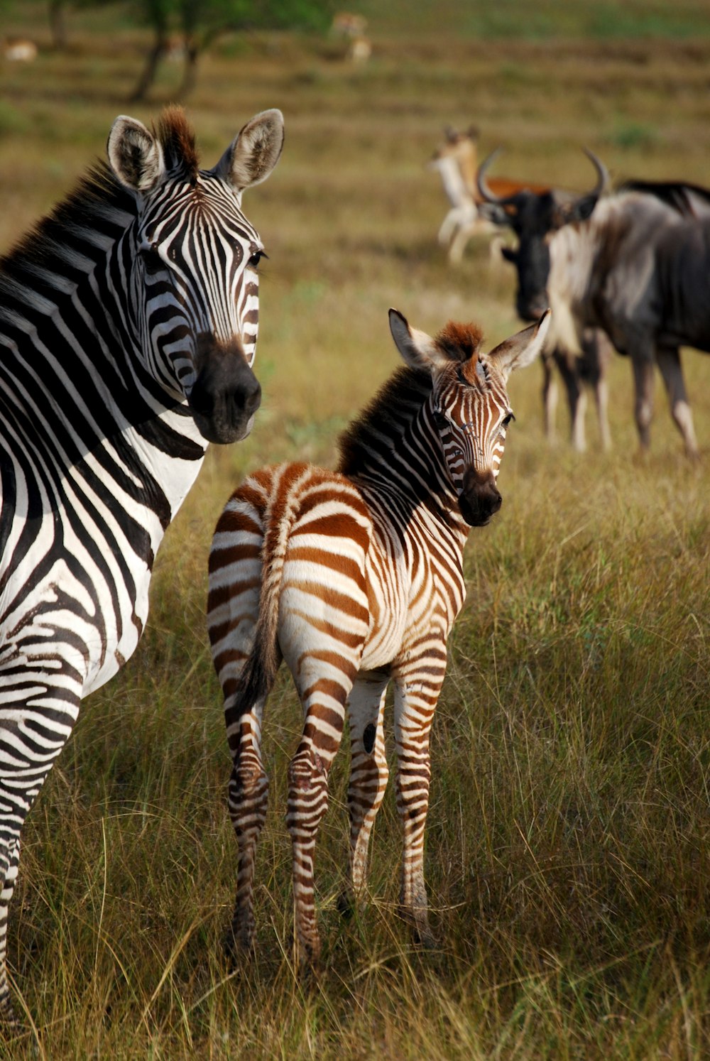 two zebras on grass field