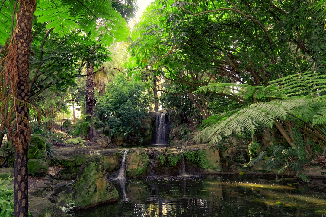 travelers stories about Jungle in Perth WA, Australia